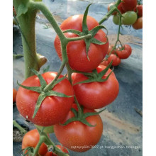 RT50 Cunhuo bacteriana resistente à murcha híbrido melhor sementes de tomate para venda com alto rendimento